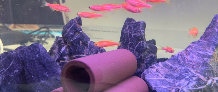 小米畫法幾何魚缸：小米畫法幾何魚缸的設計
