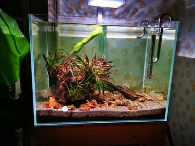 魚缸加熱棒牌子貼吧：魚缸加熱棒品牌用戶評價魚缸加熱棒功率計算方法