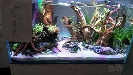 美學探索底濾魚缸：底濾魚缸的造景技巧