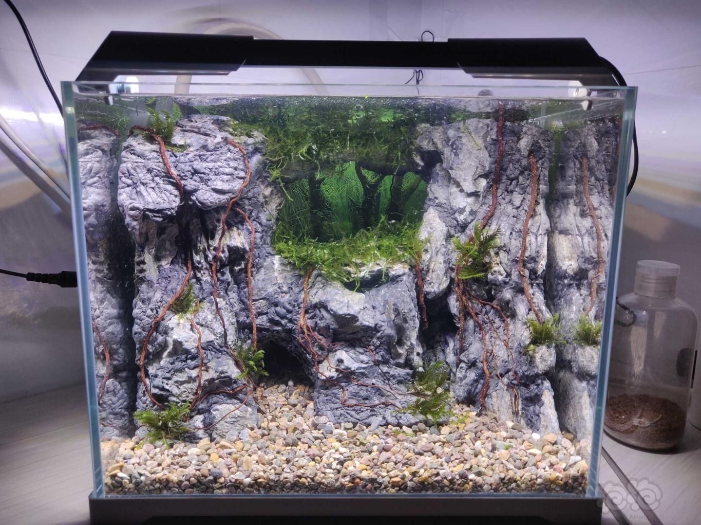 魚缸造景的藝術與科學：底砂魚缸造景的藝術與科學