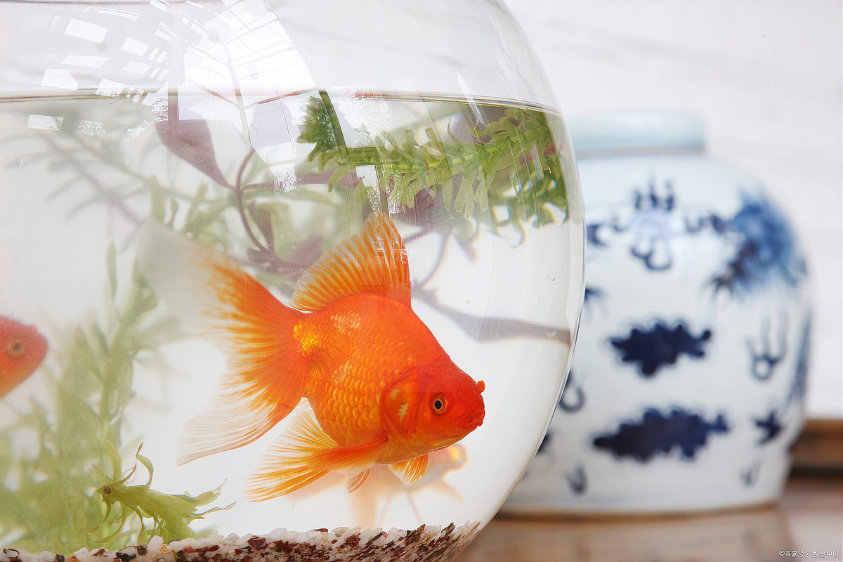 金頭金龍魚多久喂一次？