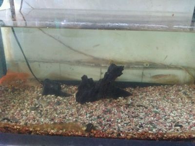 魚缸玻璃膠的使用壽命因素而異：魚缸玻璃膠多久更換一次