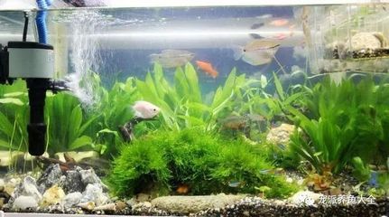 紅龍魚缸背景顏色搭配（養(yǎng)紅龍魚用什么背景顏色比較好）