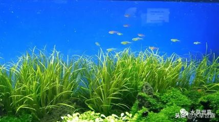 紅龍魚缸背景顏色搭配（養(yǎng)紅龍魚用什么背景顏色比較好）