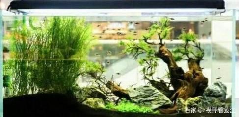 紅龍魚缸背景顏色搭配（養(yǎng)紅龍魚用什么背景顏色比較好）