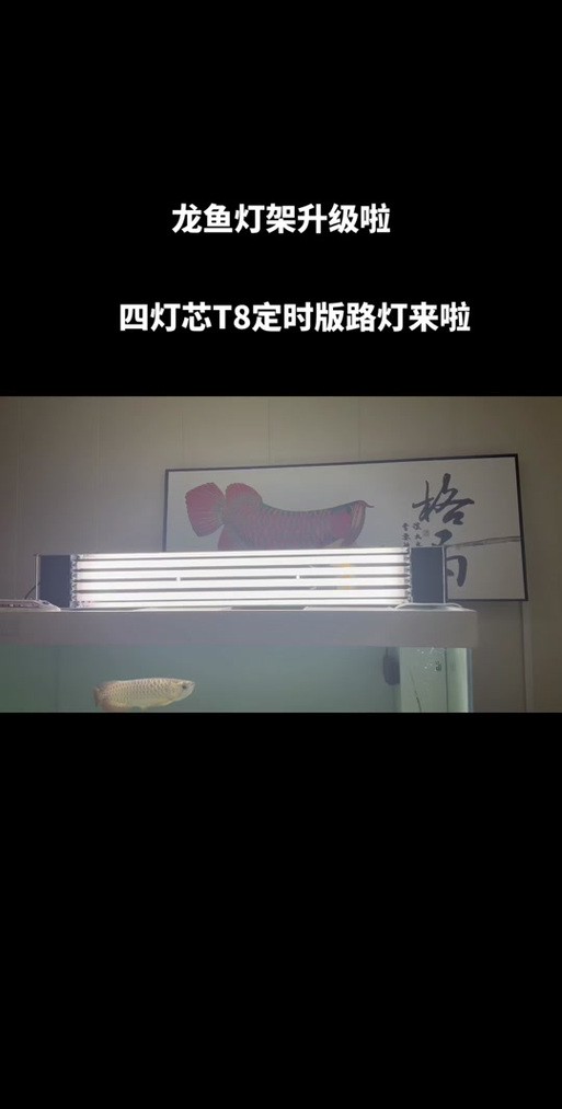 金龍魚燈光應(yīng)該如何定時(shí)開關(guān)？