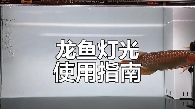 金龍魚燈光應(yīng)該如何定時(shí)開關(guān)？