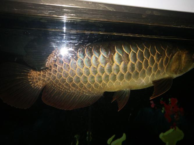 白條過背金龍魚圖片高清大圖大全