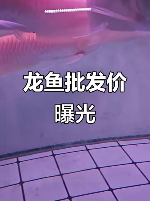 長春龍魚價格行情走勢