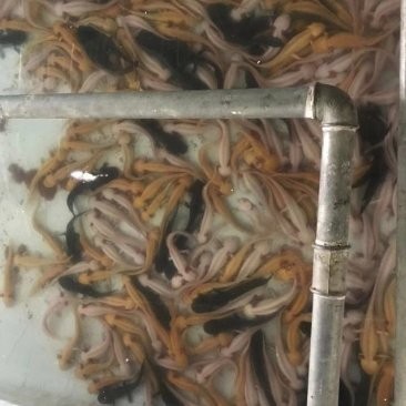長春龍魚價格行情走勢