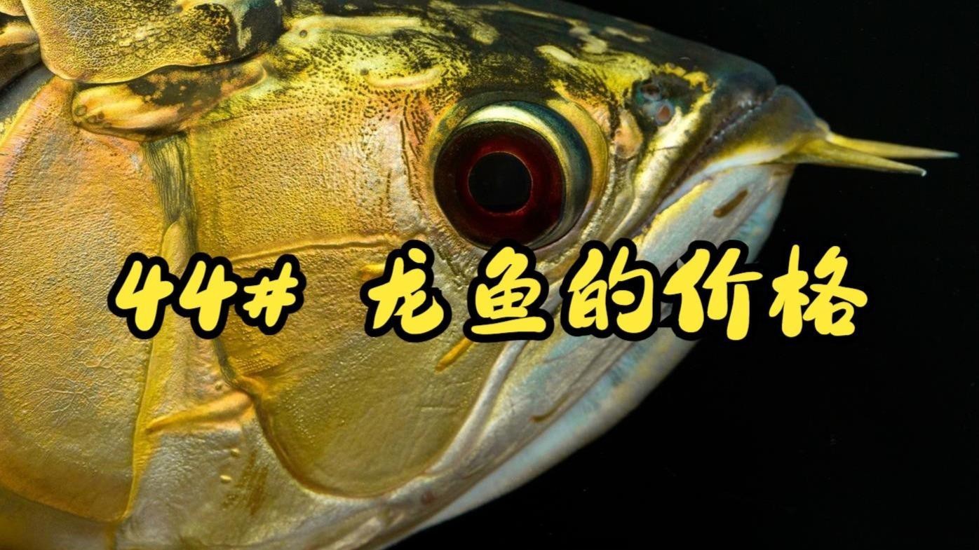 橙紅龍魚的價格范圍