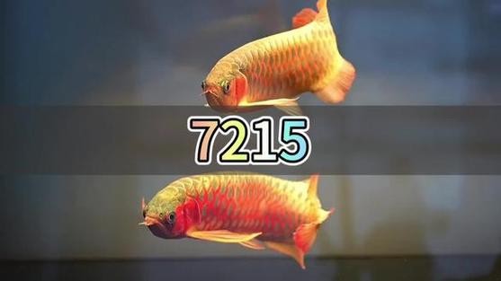 龍魚跟什么魚混養合適圖片
