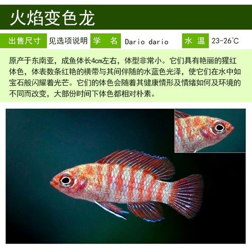 龍魚跟什么魚混養合適圖片