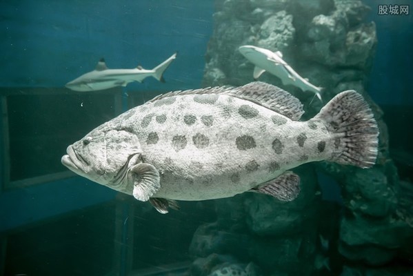 龍躉魚(yú)大概賣多少一斤