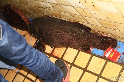 龍躉魚(yú)大概賣多少一斤