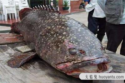 龍躉魚(yú)大概賣多少一斤