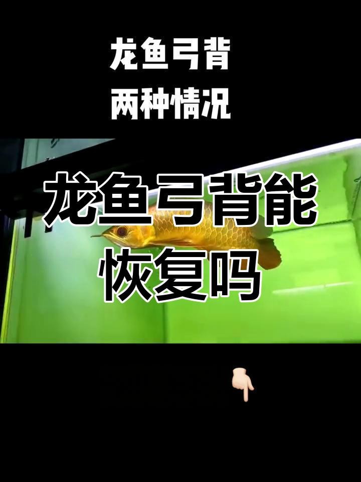 龍魚弓背手術后多久能恢復？