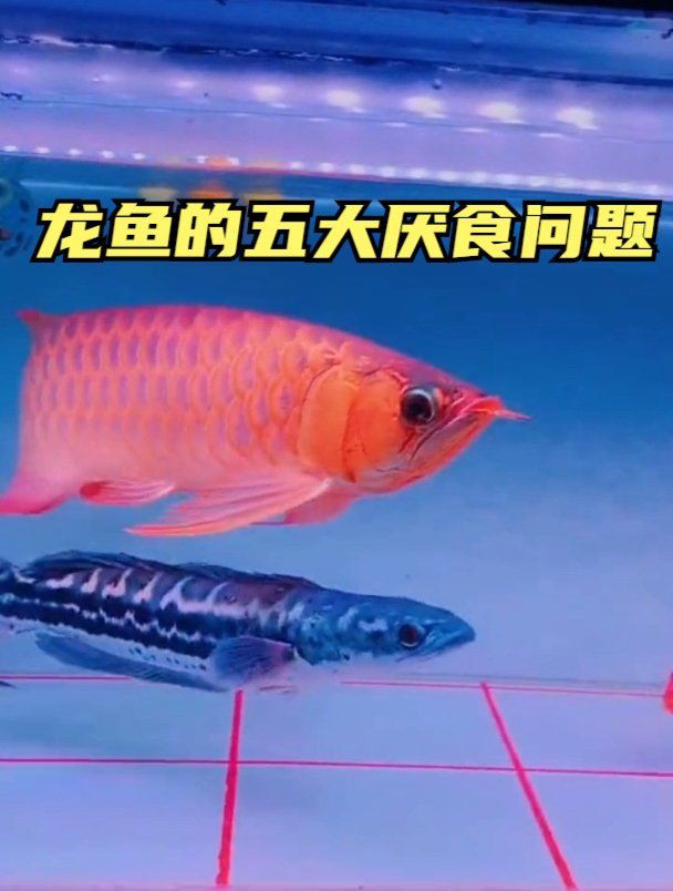 龍魚十多天不吃東西怎么辦