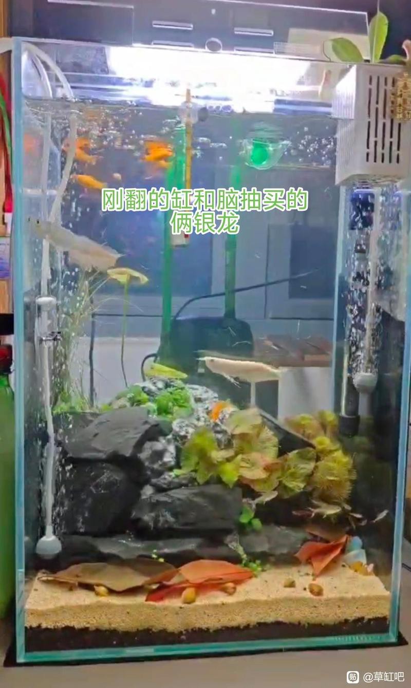 混養(yǎng)龍魚需要哪些設(shè)備