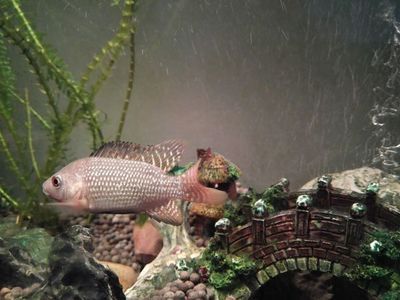 廣州小魚魚缸廠家直銷（小魚缸生產與銷售的廠家提供了各種型號和樣式的魚缸）