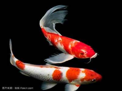 淡水魚缸加鹽的作用：淡水魚缸中加鹽的5個作用 淡水魚缸加鹽的作用：淡水魚缸中加鹽的5個作用 魚缸百科 第3張