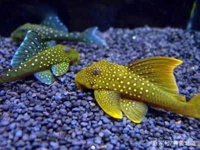 淡水魚缸加鹽的作用：淡水魚缸中加鹽的5個作用 淡水魚缸加鹽的作用：淡水魚缸中加鹽的5個作用 魚缸百科 第2張