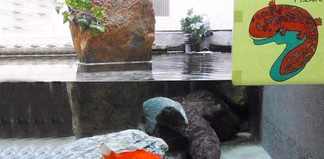 魚缸和金魚勵志故事：《金魚在魚缸里的堅持篇》如何培養孩子的堅持品質