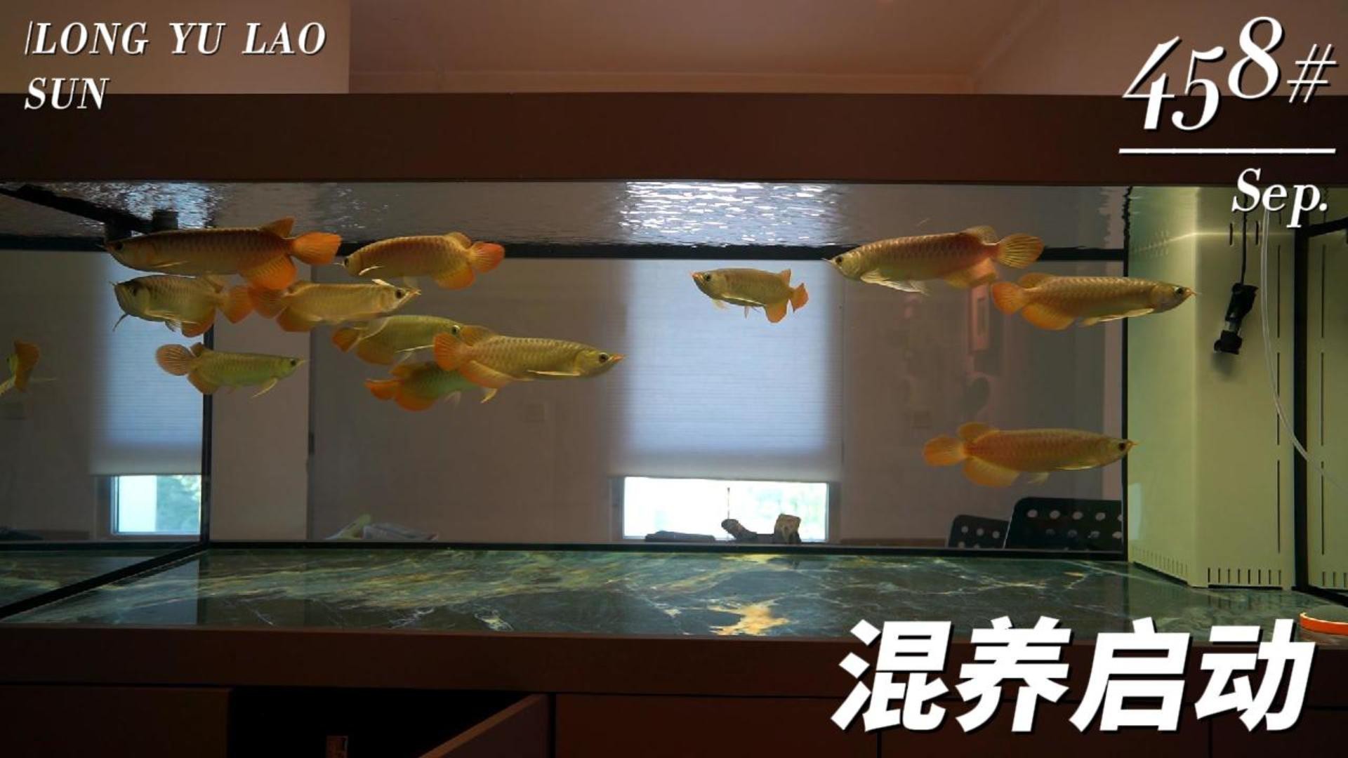 澳洲星點龍和銀龍魚選哪個好