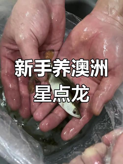 澳洲星點龍和銀龍魚選哪個好