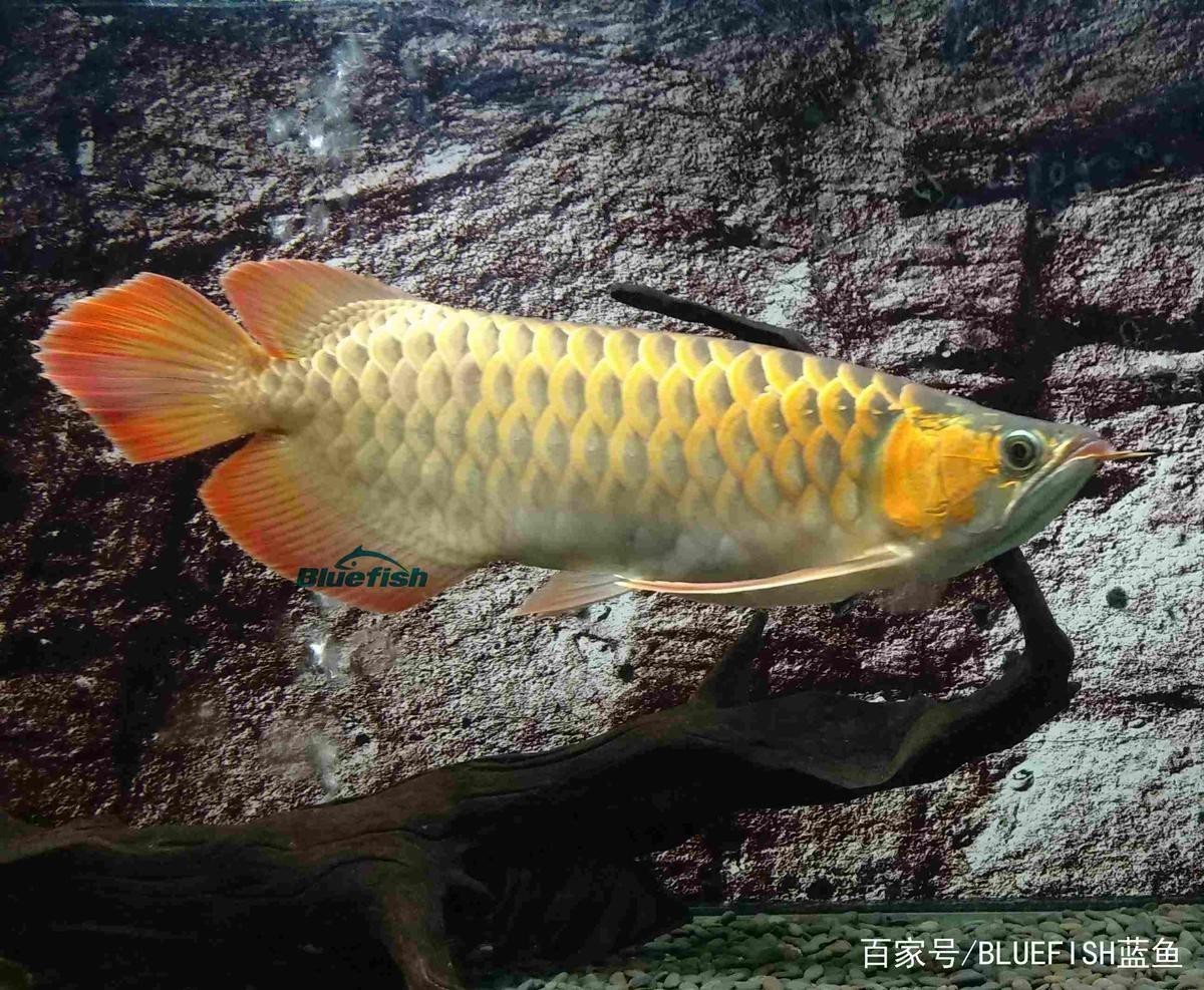 澳洲星點龍和銀龍魚選哪個好