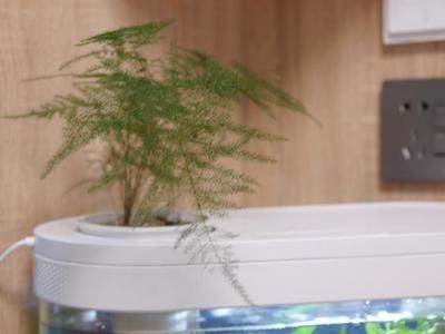 魚缸里養文竹可以嗎：文竹繁殖的詳細步驟，文竹修剪技巧和時機，文竹光照需求的具體條件