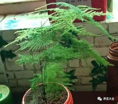 魚缸里養文竹可以嗎：文竹繁殖的詳細步驟，文竹修剪技巧和時機，文竹光照需求的具體條件