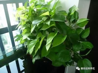魚缸里養文竹可以嗎：文竹繁殖的詳細步驟，文竹修剪技巧和時機，文竹光照需求的具體條件
