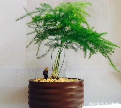 魚缸里養文竹可以嗎：文竹繁殖的詳細步驟，文竹修剪技巧和時機，文竹光照需求的具體條件