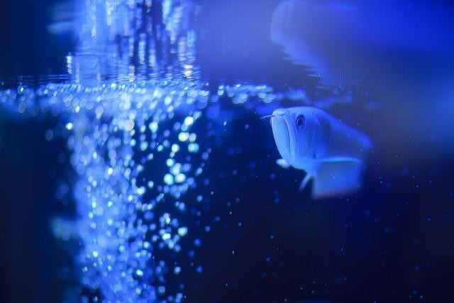 魚缸氧氣泵的使用方法：納米氣盤從魚缸中取出10到15厘米的養魚經常用的設備