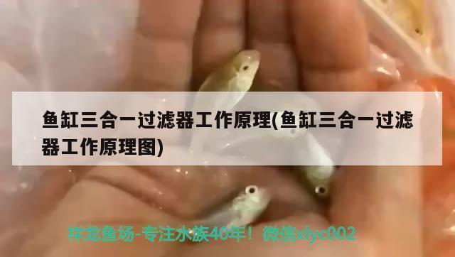 西寧魚缸定做定制（西寧魚缸定做價格范圍）