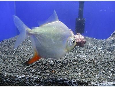 魚缸溶氧量的秘密：魚缸安裝氧氣泵是否為低過濾魚缸安裝氧氣盤取決于魚缸中的溶氧量