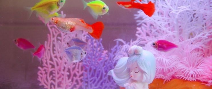 畫法幾何魚缸常見問題有哪些：畫法幾何魚缸水泵故障排查