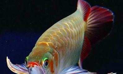 龍魚怎么養殖方法：如何正確給龍魚除氯，龍魚適宜的食物種類，