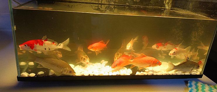 當(dāng)貝智能魚缸過濾圖：當(dāng)貝智能魚缸1ultra過濾系統(tǒng) 當(dāng)貝智能魚缸過濾圖：當(dāng)貝智能魚缸1ultra過濾系統(tǒng) 魚缸百科 第2張