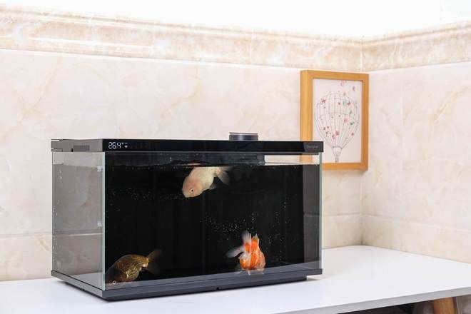 當(dāng)貝智能魚缸過濾圖：當(dāng)貝智能魚缸1ultra過濾系統(tǒng) 當(dāng)貝智能魚缸過濾圖：當(dāng)貝智能魚缸1ultra過濾系統(tǒng) 魚缸百科 第5張