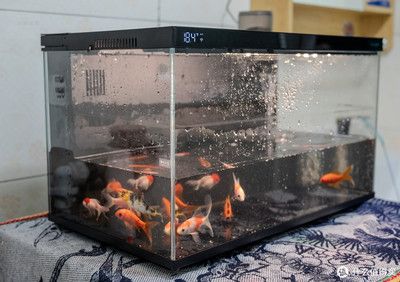 當(dāng)貝智能魚缸過濾圖：當(dāng)貝智能魚缸1ultra過濾系統(tǒng) 當(dāng)貝智能魚缸過濾圖：當(dāng)貝智能魚缸1ultra過濾系統(tǒng) 魚缸百科 第3張