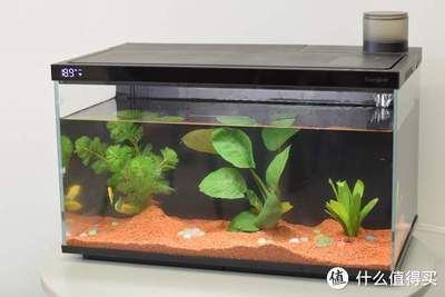 當(dāng)貝智能魚缸過濾圖：當(dāng)貝智能魚缸1ultra過濾系統(tǒng) 當(dāng)貝智能魚缸過濾圖：當(dāng)貝智能魚缸1ultra過濾系統(tǒng) 魚缸百科 第4張