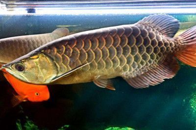 龍魚掉眼會怎么樣嗎：如何預防龍魚掉眼 龍魚掉眼會怎么樣嗎：如何預防龍魚掉眼 龍魚百科 第3張