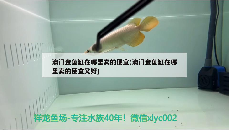 澳門金魚缸在哪里賣的便宜(澳門金魚缸在哪里賣的便宜又好)