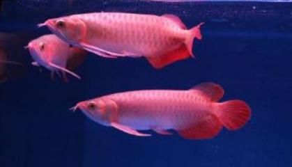 帝王紅龍魚的品質好不好帝王紅龍魚品質好不好：帝王紅龍魚品質好不好帝王紅龍魚品質好不好