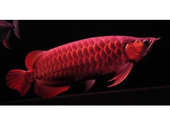 帝王紅龍魚的品質好不好帝王紅龍魚品質好不好：帝王紅龍魚品質好不好帝王紅龍魚品質好不好