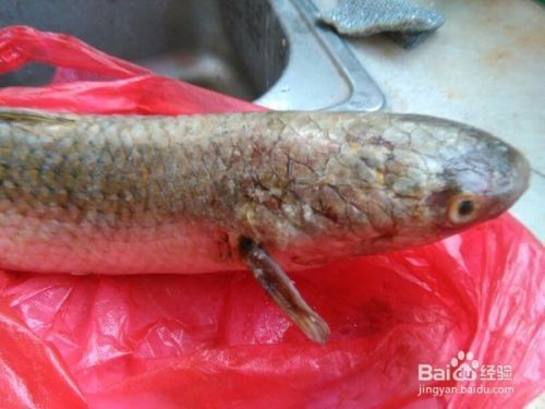 魚缸清潔魚哪種比較好，清道夫魚的跳躍習(xí)性黑瑪麗與小精靈魚對比金苔鼠的飼養(yǎng)注意事項(xiàng)