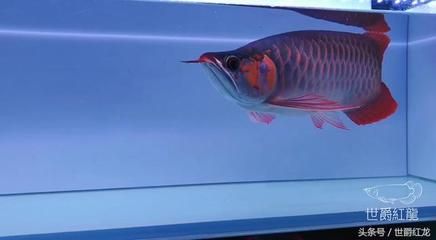 紅龍魚好養嗎怎么養的好看：如何飼養紅龍魚，紅龍魚好養嗎