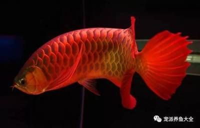 紅龍魚好養嗎怎么養的好看：如何飼養紅龍魚，紅龍魚好養嗎